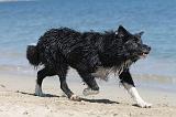 BORDER COLLIE 1600